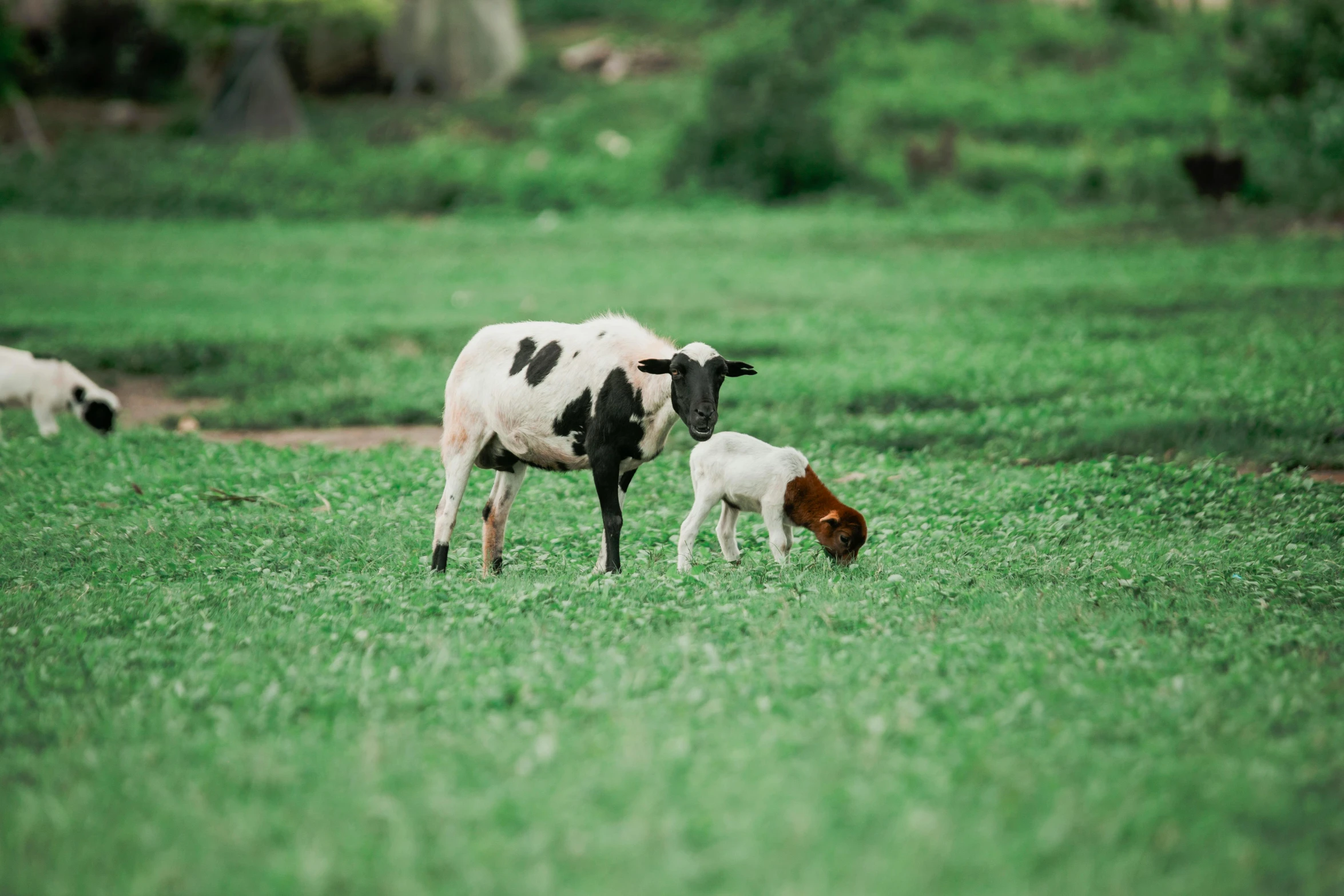 a goat and two goats grazing on grass