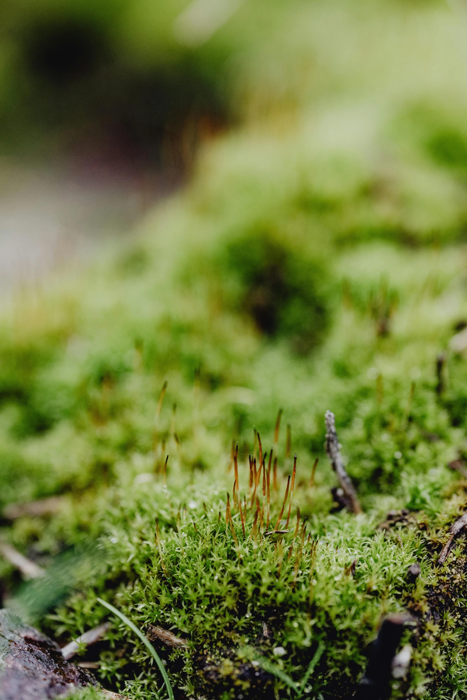 an odd small blue mushroom on a green mossy ground