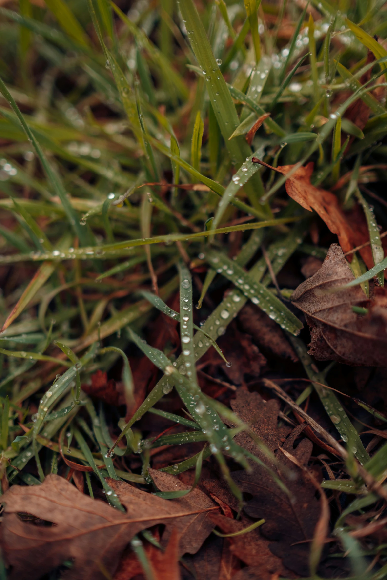 the wet plant is near the leafy ground