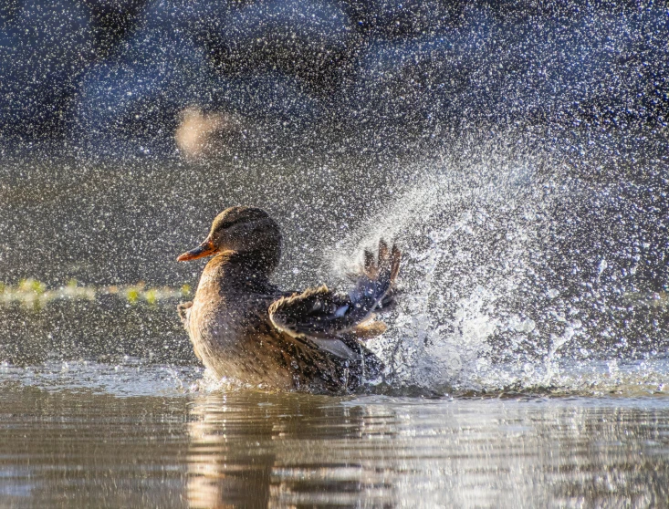 the bird is splashing around in the water