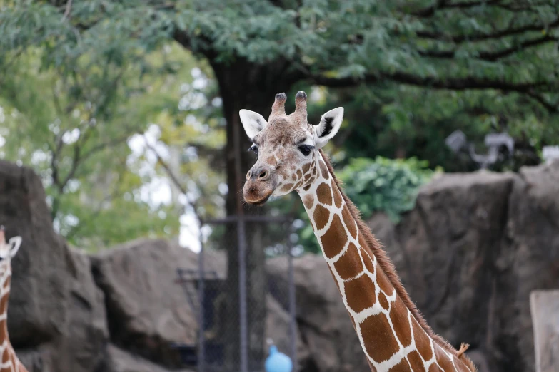 two giraffes in an outdoor zoo enclosure with trees and rocks