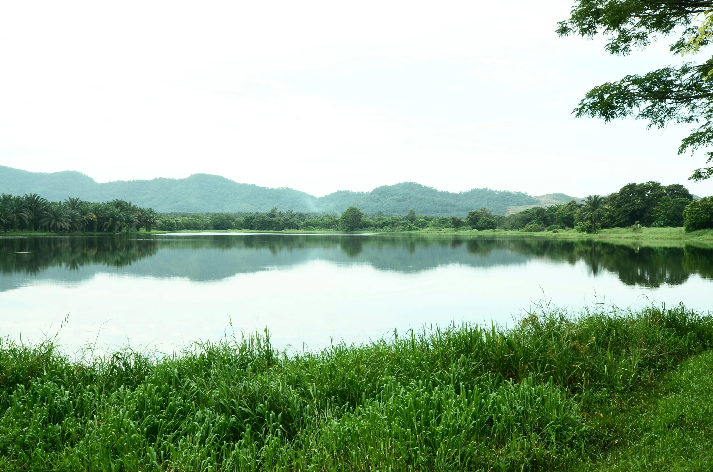 the water is clear and has tall grass on both sides