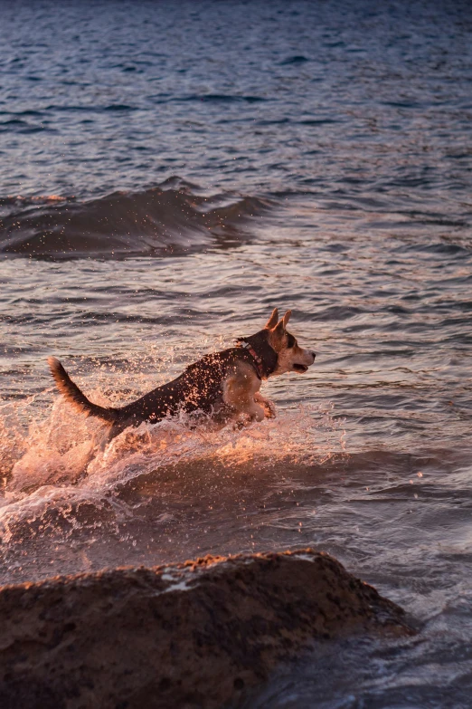 a dog that is running through the water