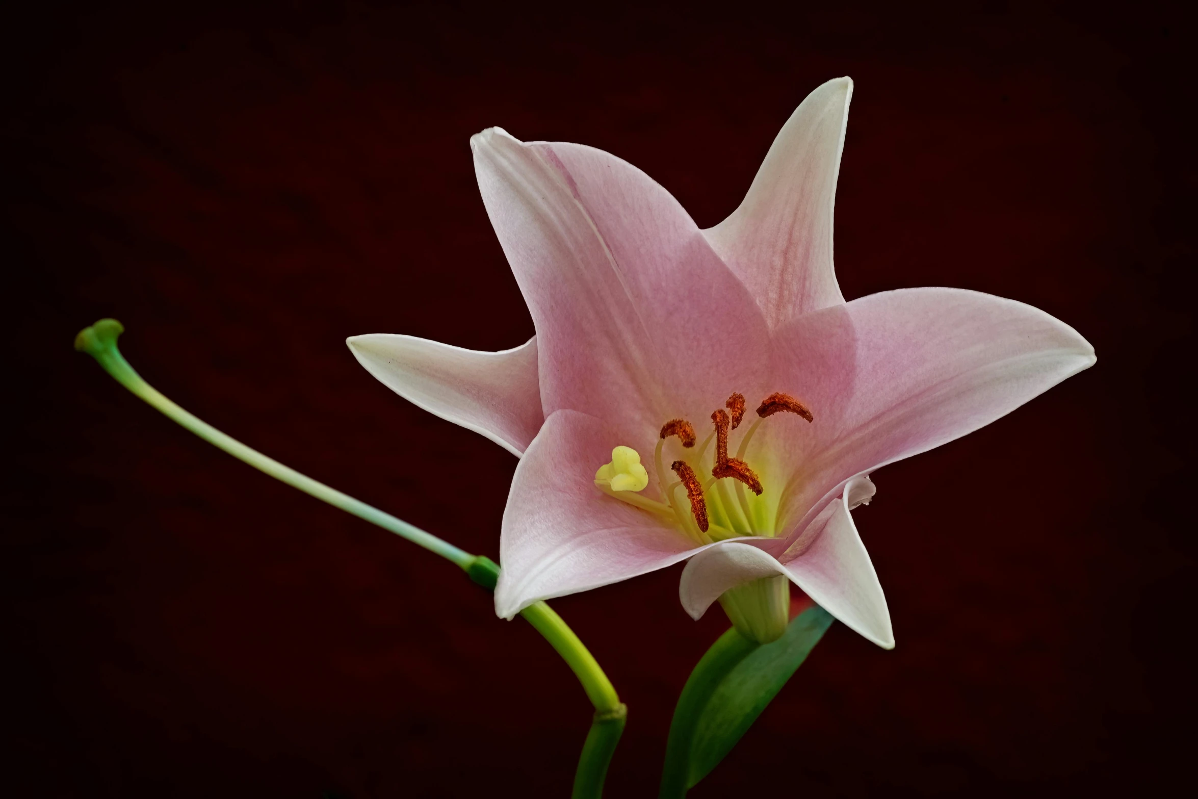 the pink flower with yellow stamen appears to be an example of the inside of a human eye