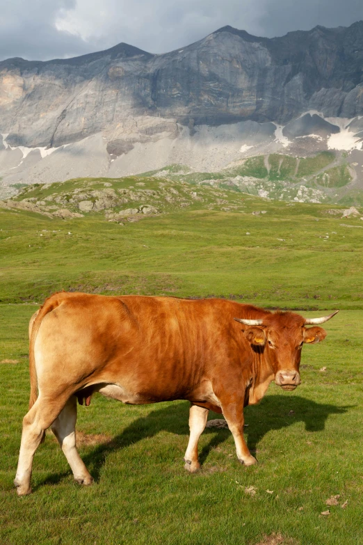 there is a cow standing on grass with mountains in the background