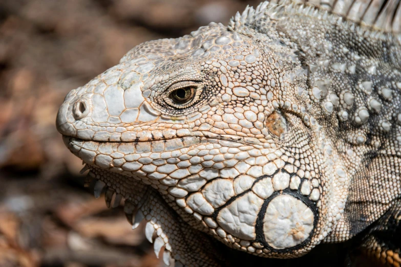 a close up view of a large lizard's face