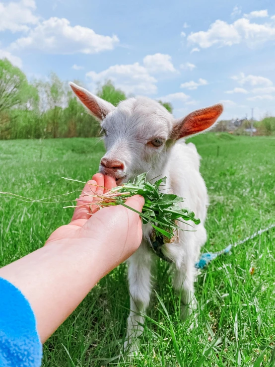 a small calf eating greens out of the hand of someone's hand