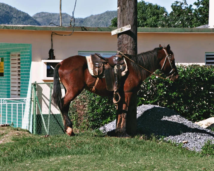 a brown horse standing on top of a lush green hillside