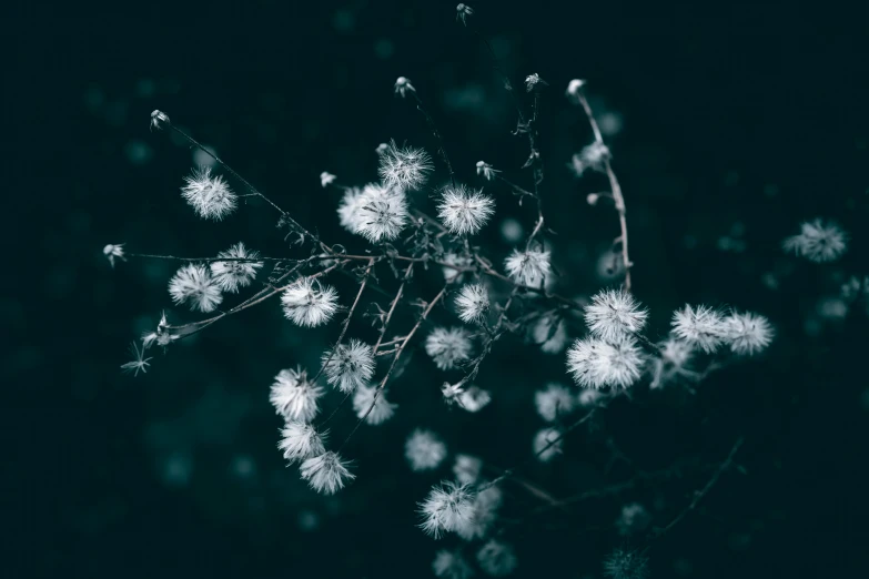 a tree nch is covered in snow flakes