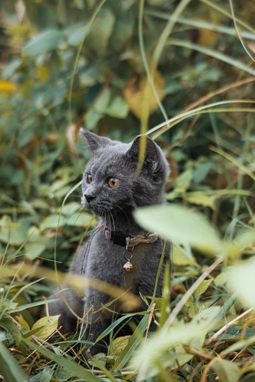 a black cat sitting on grass in front of some bushes