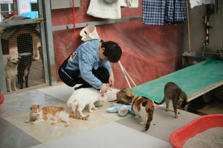 woman feeding five cats in outdoor area near wall