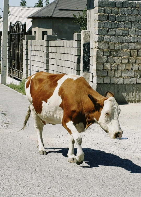 a cow walks down a road toward the camera