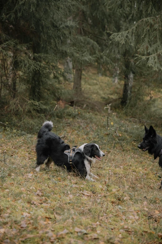 two black and white dogs in an open field