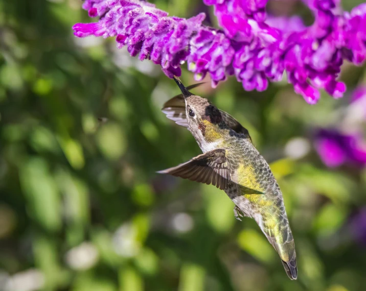 humming bird resting on purple flower in open area