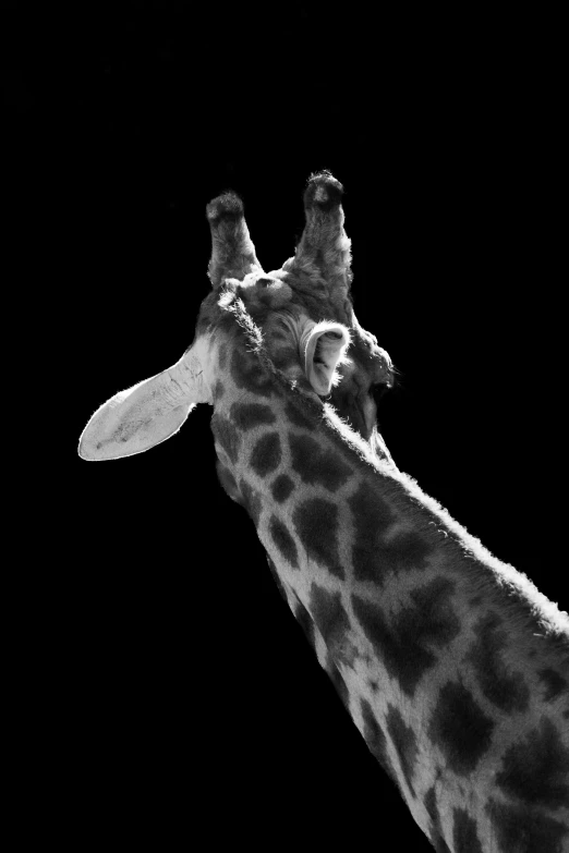 the head and neck of a giraffe at night