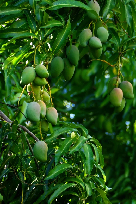 a fruit tree with some kind of fruit growing on it