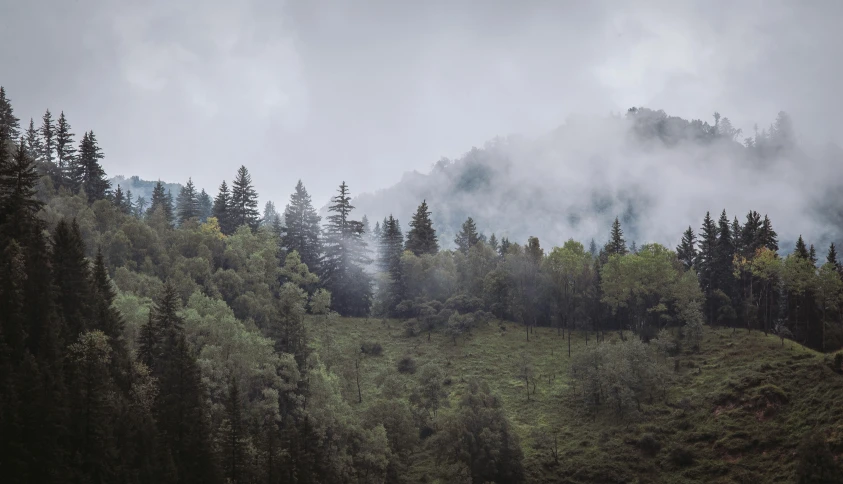 a forest scene with fog and trees