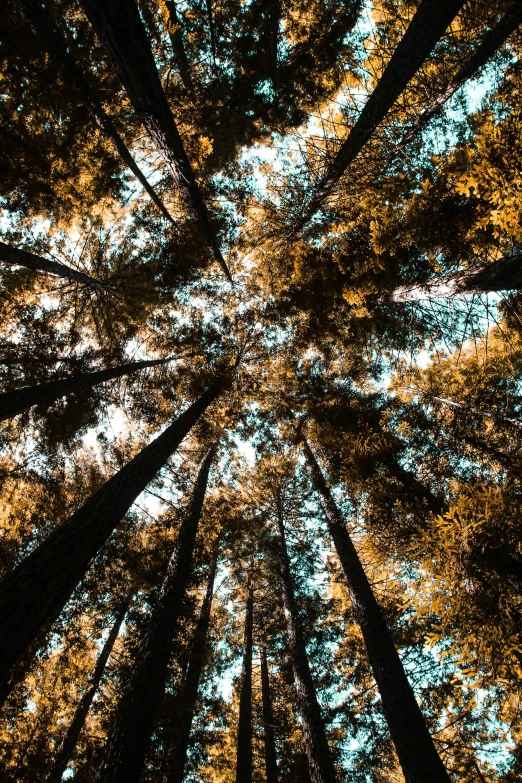 view from below of tall trees, looking up at a canopy