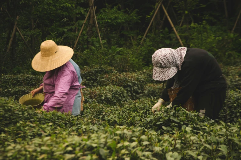 a group of women picking plants in a garden