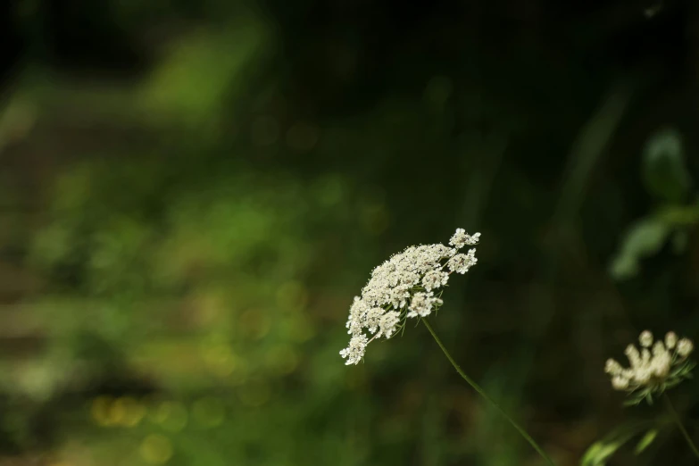 a single white flower sitting alone on top of a field