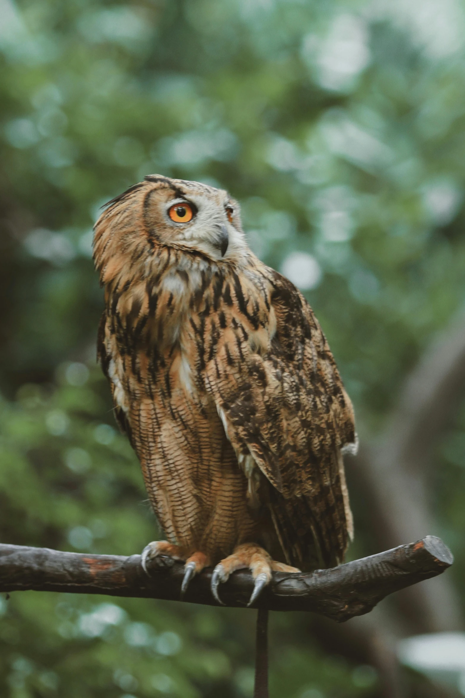 a little brown owl perched on a tree nch