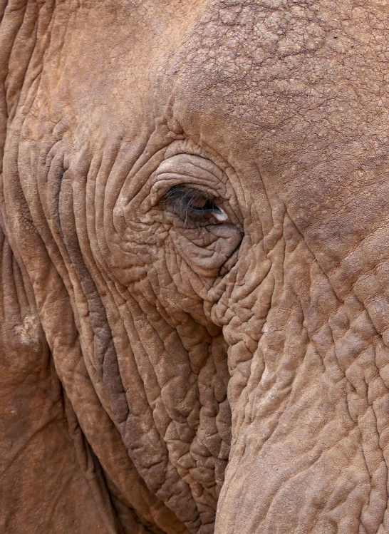 an elephant's face is shown with brown skin