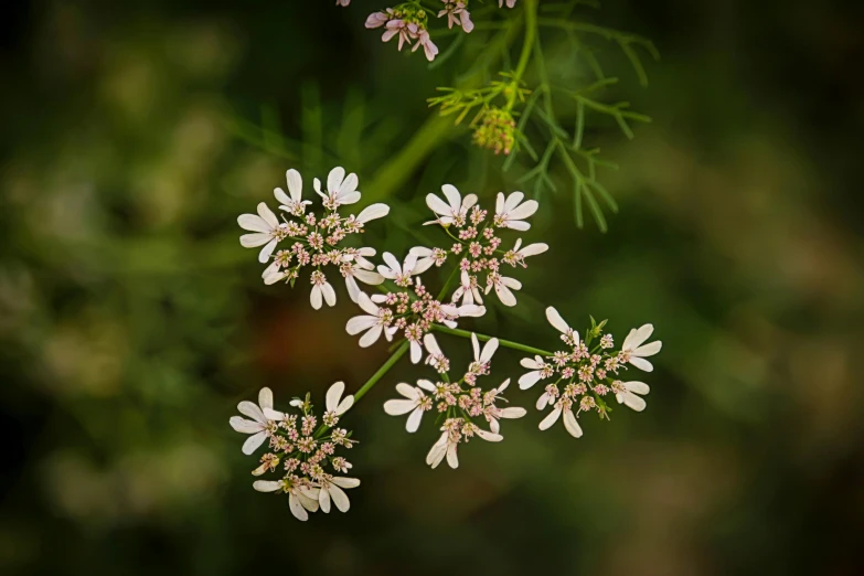 three small white flowers surrounded by greenery