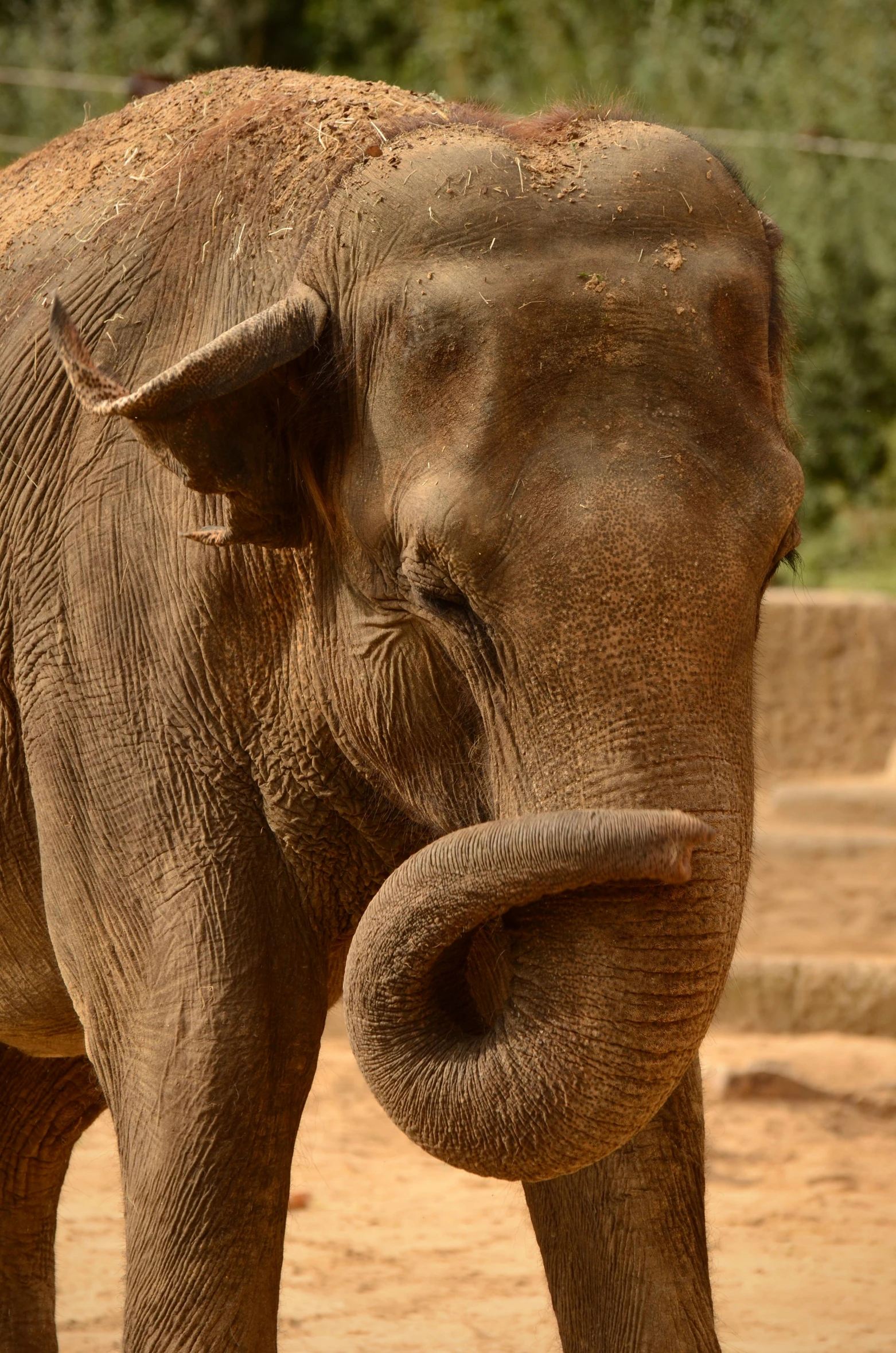 an elephant standing on top of a dirt field