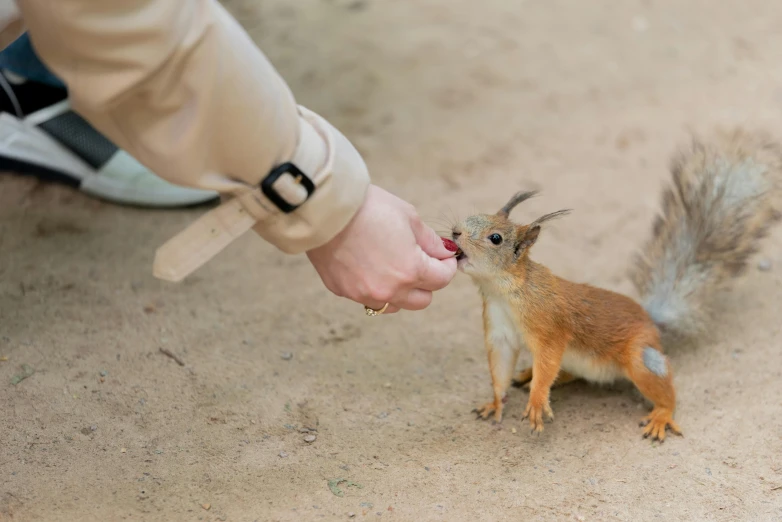 a small squirrel getting fed with his hand