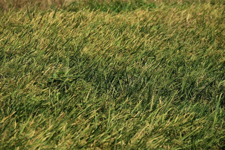 a large field of grass with green patches on it