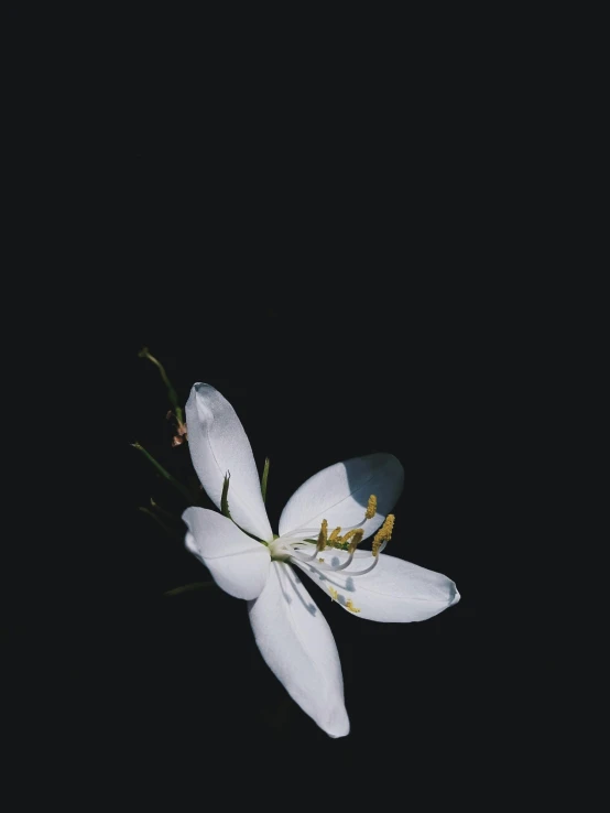 a white flower on top of a black background