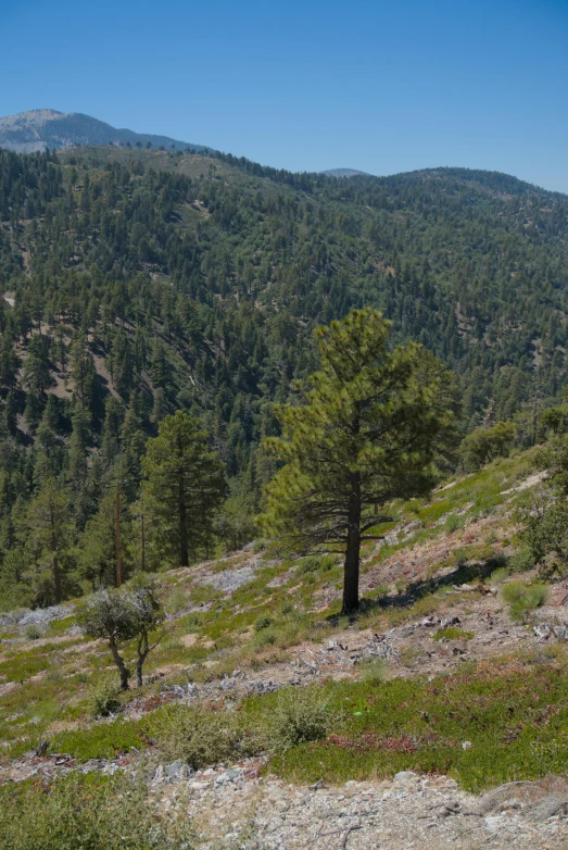 trees in the mountains with a view of the valley