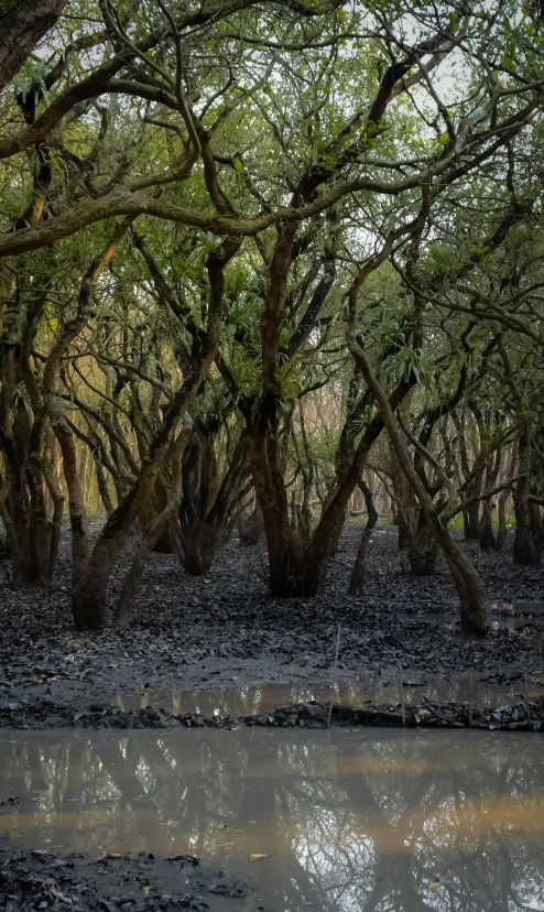 several trees growing beside the river bank