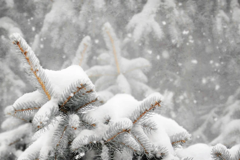 snow is covering pine trees in a blizzard