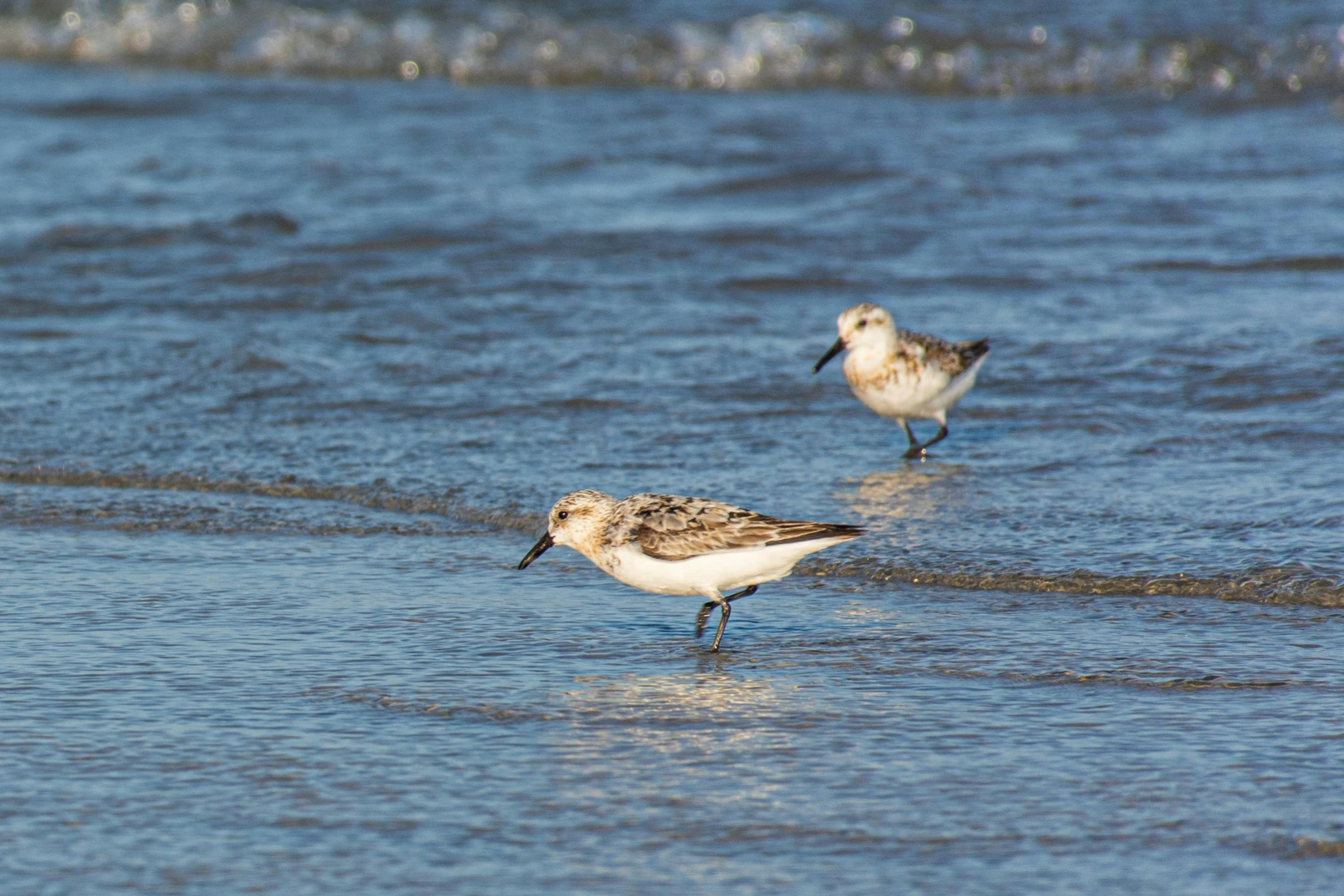 two birds walk in shallow water near the ocean