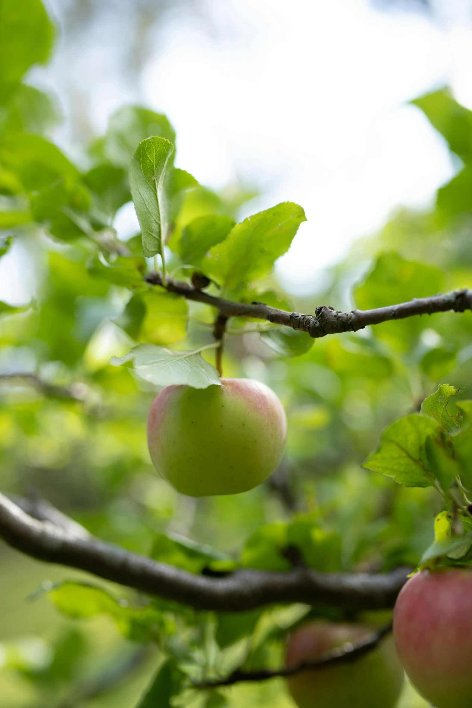 apples hanging from a tree in an orchard