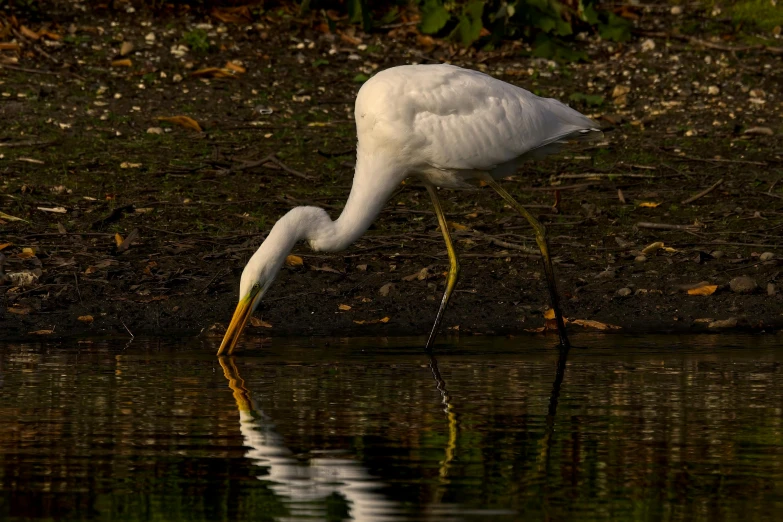 a white bird stands on a nch in the water