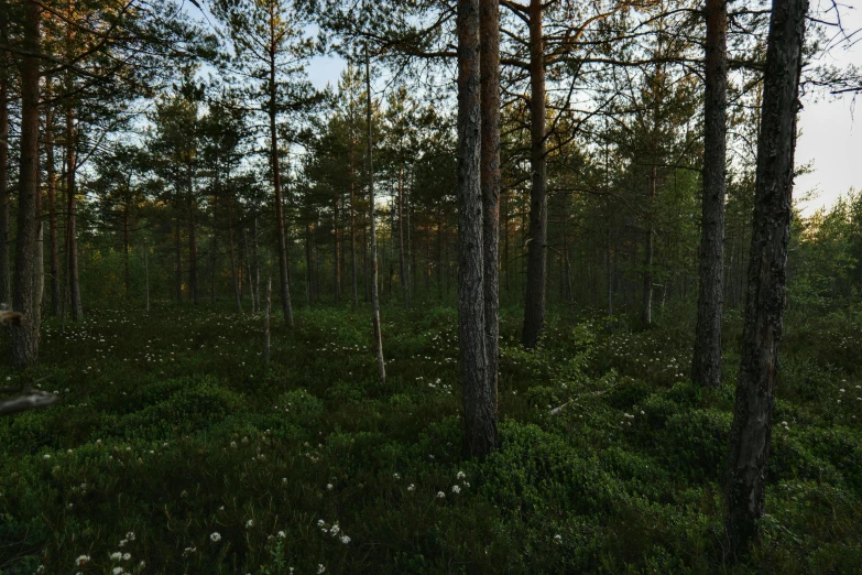 an animal walks through the tall trees in a green field