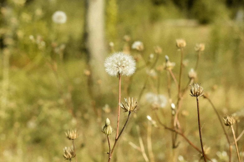 a close up image of a plant in the middle of a field