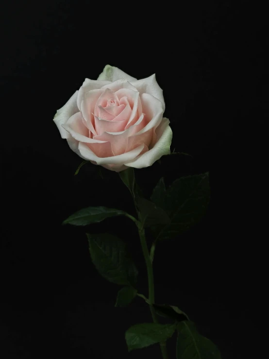 a single white rose on black background