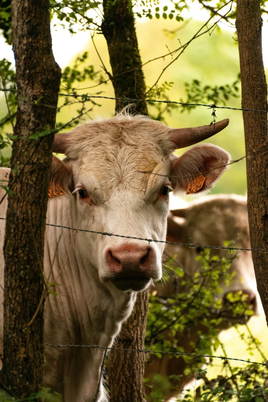 a cow standing in front of a fence