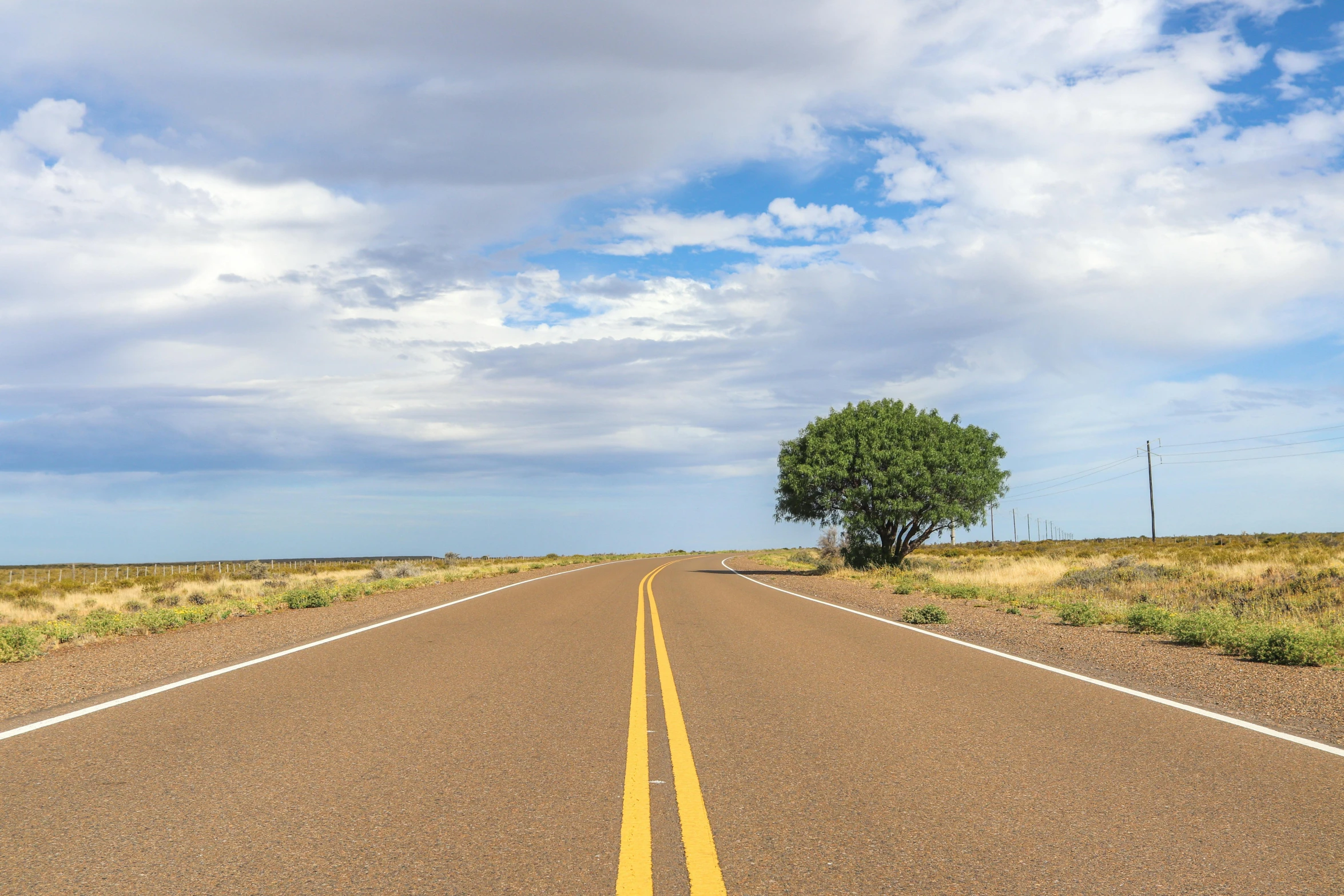 empty road in a desert, a tree stands beside it