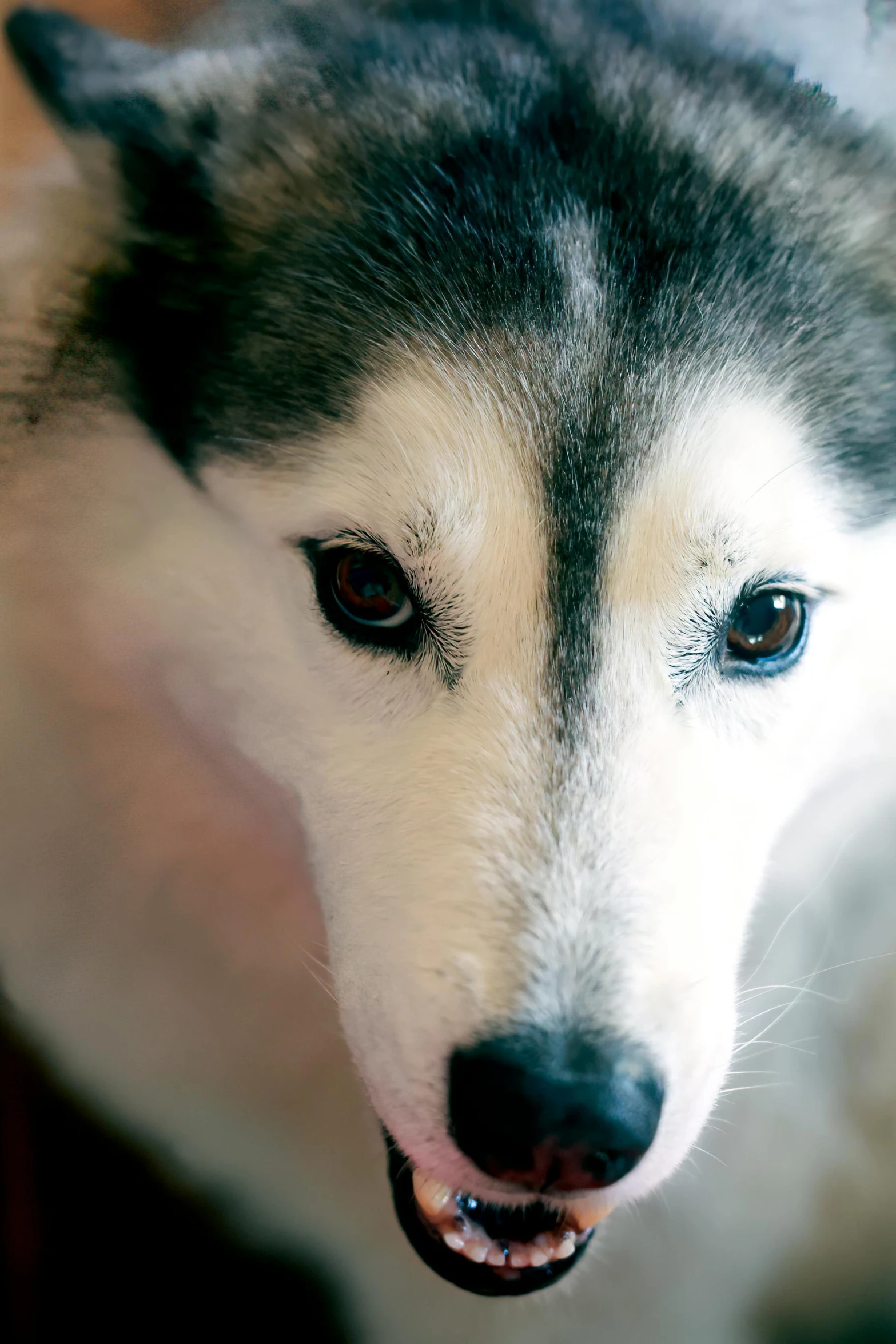 an odd looking dog looking intently at the camera