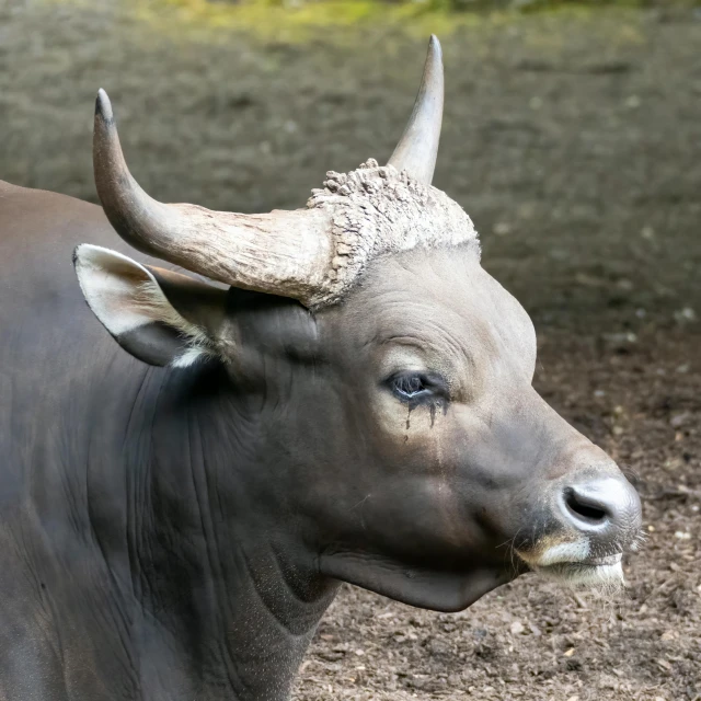 a cow with very large horns standing in a pen