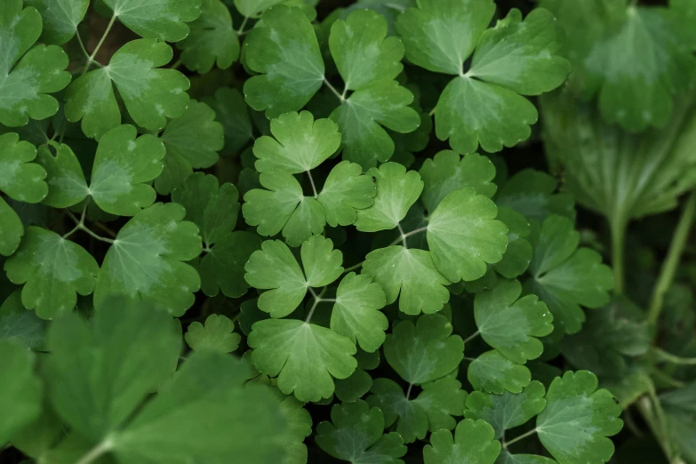 a small group of green leaves in the sun