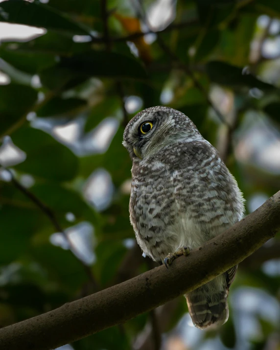 an owl perched on a nch looking at the camera