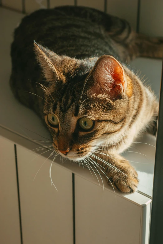 a close up of a cat laying on top of a radiator