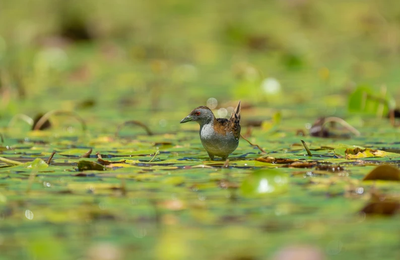 a water bird floating on top of a pond filled with leaves