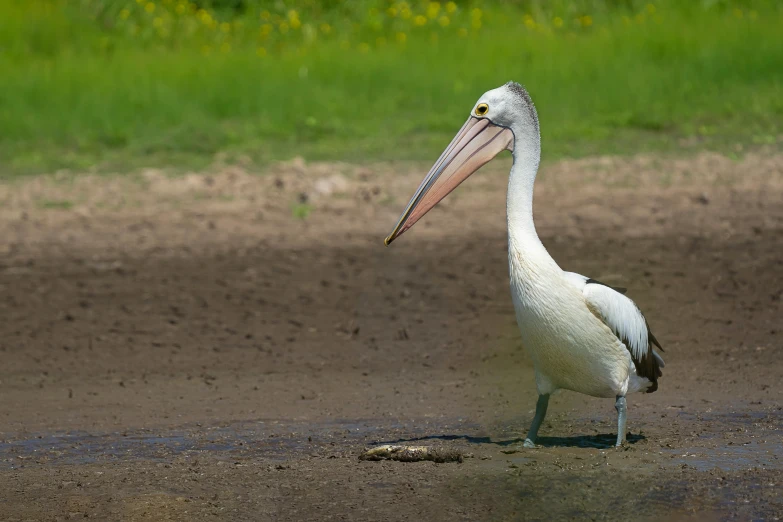 a big bird is standing in the dirt