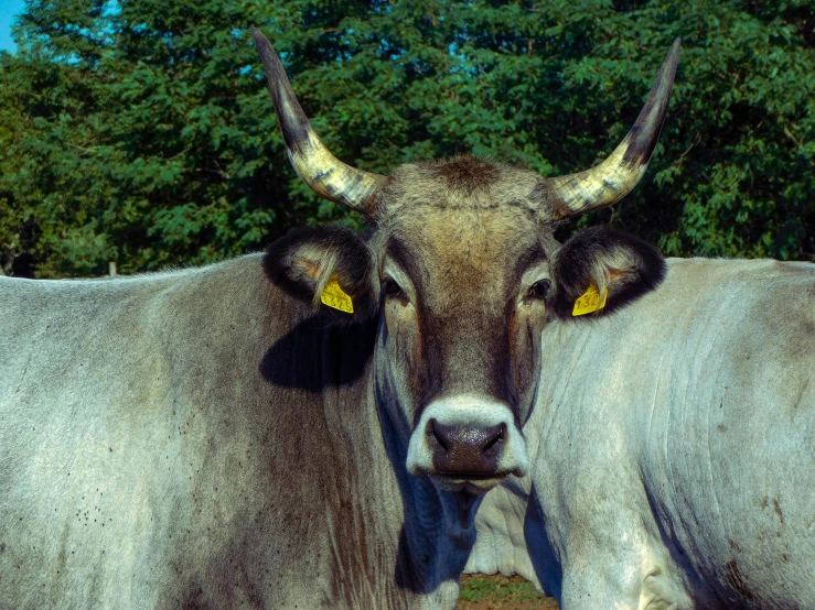 two cows with large horns stand in a field